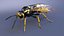 Vespa Vespula Germanica