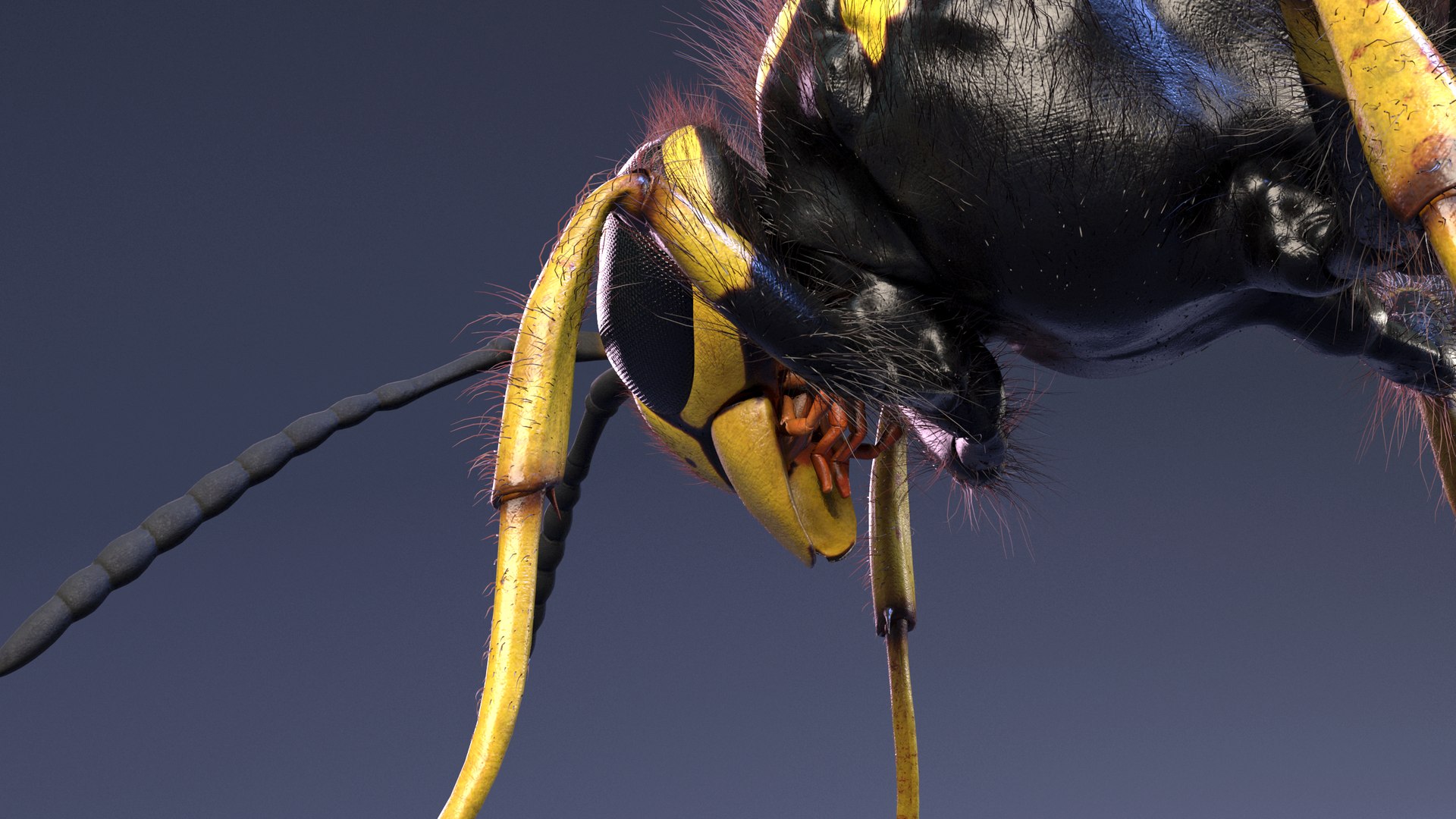 3D Wasp  Vespula Germanica https://p.turbosquid.com/ts-thumb/tK/WYCVid/he/wespe07/png/1716141353/1920x1080/fit_q87/ee8c9390e33b1b74530a91dba4a163bfe3197a6b/wespe07.jpg