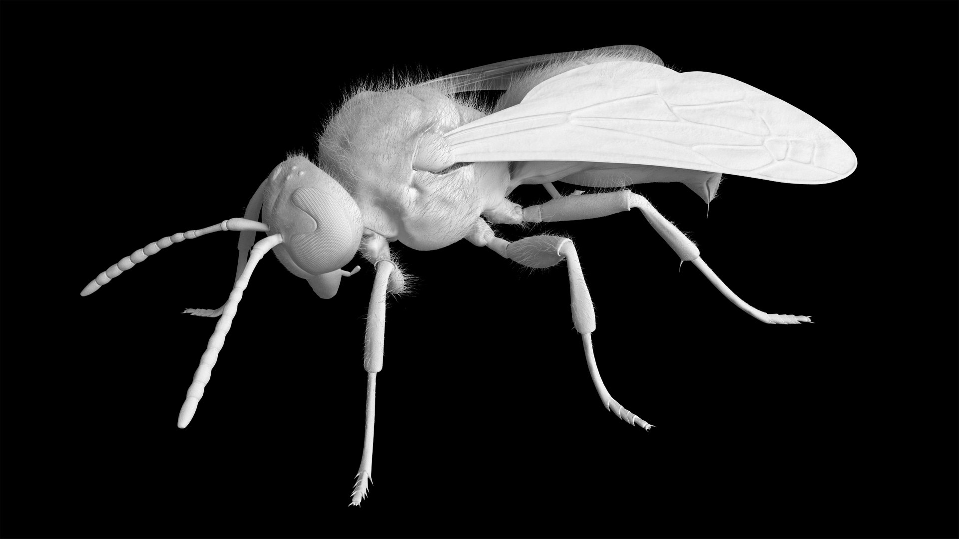 3D Wasp  Vespula Germanica https://p.turbosquid.com/ts-thumb/tK/WYCVid/hn/wespe08/png/1716141353/1920x1080/fit_q87/619e1114eddabd3f50a5e3d86e90bad8cf20a7e8/wespe08.jpg