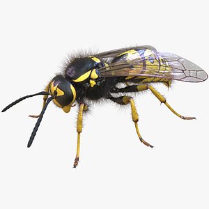 3D Wasp  Vespula Germanica