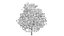 diospyros summer hight poly