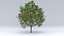 diospyros summer hight poly