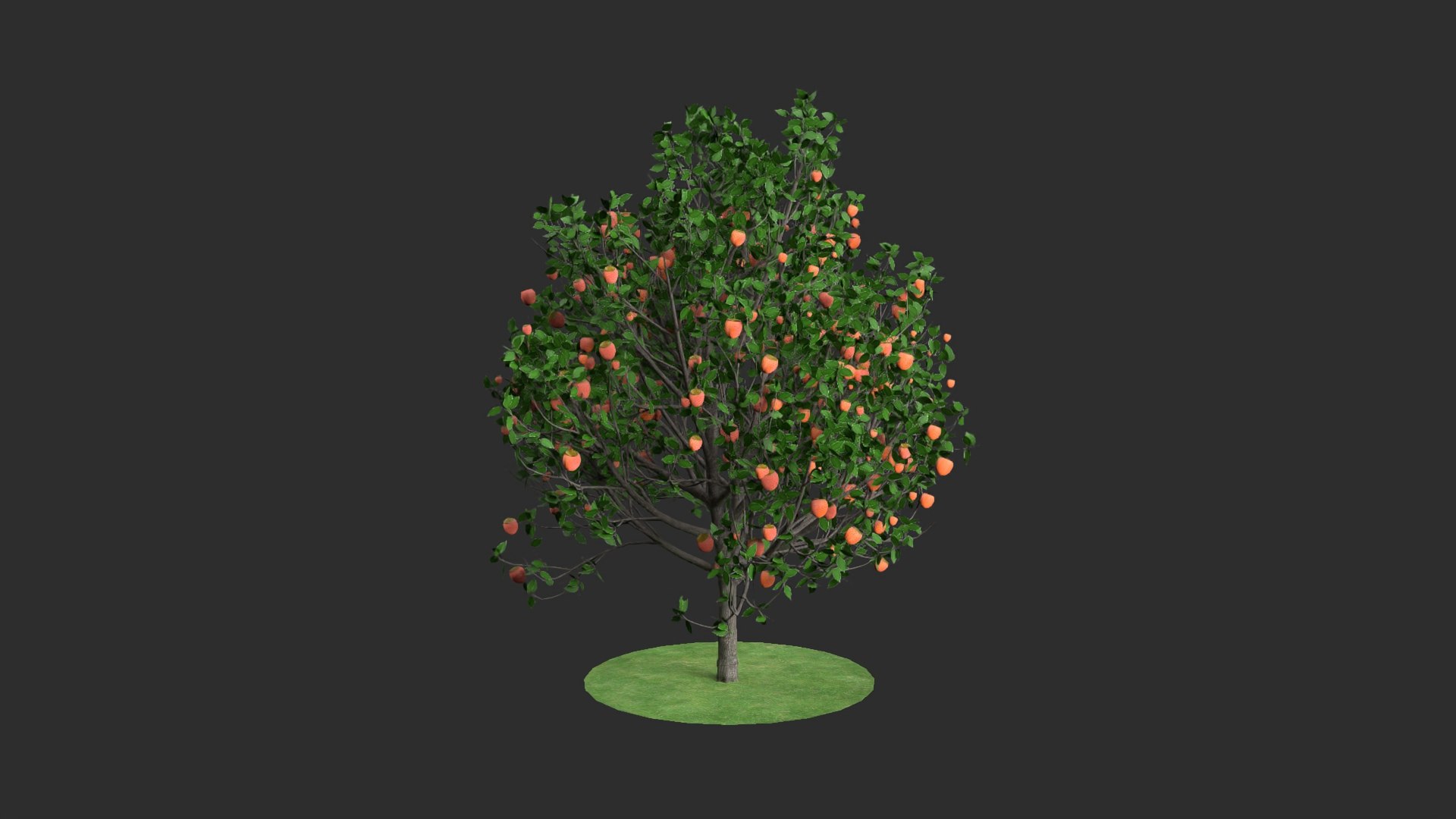 3D diospyros hight https://p.turbosquid.com/ts-thumb/tK/Wgi6D4/IyIblmQQ/10/jpg/1600373608/1920x1080/fit_q87/8584c37267f2a9c80d47fa3ecd56ab83b9ccb02d/10.jpg