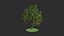 diospyros summer hight poly