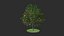 diospyros summer hight poly