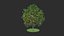 diospyros summer hight poly