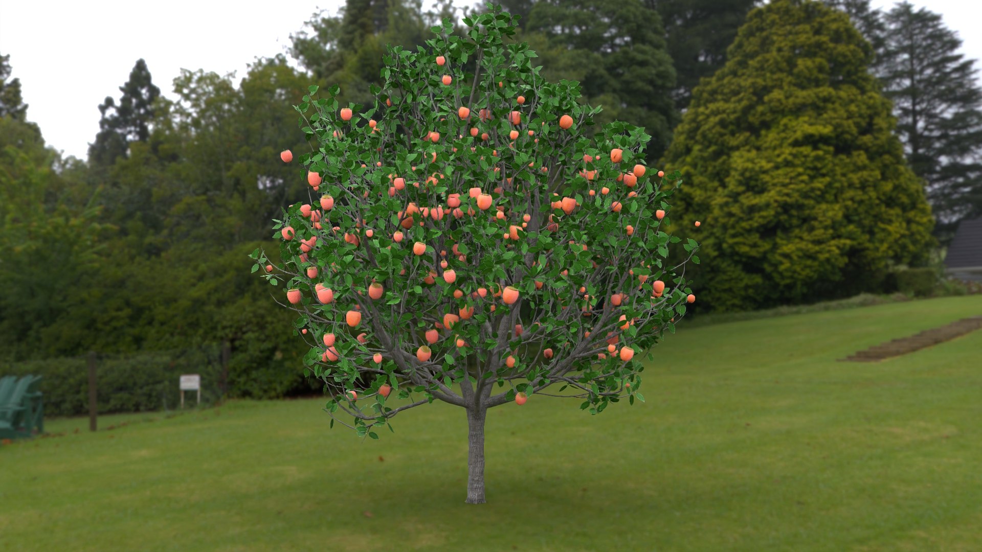 3D diospyros hight https://p.turbosquid.com/ts-thumb/tK/Wgi6D4/TuHnECU2/diospyros2/jpg/1600373571/1920x1080/fit_q87/e0783e6c69ad64ea66e5a0edc7c1bd18a3443e03/diospyros2.jpg