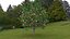 diospyros summer hight poly