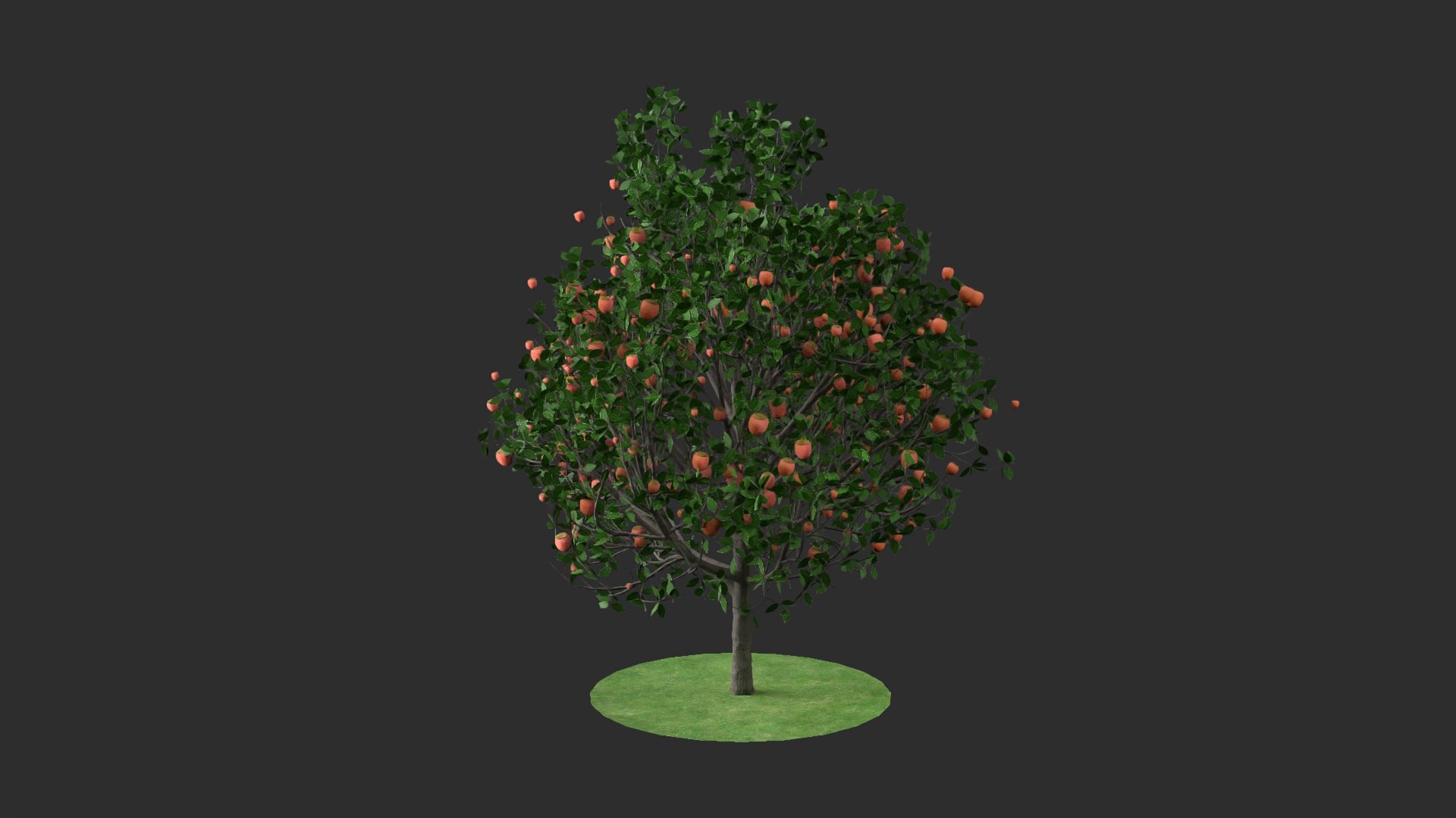 3D diospyros hight https://p.turbosquid.com/ts-thumb/tK/Wgi6D4/c06A4ZtY/3/jpg/1600373599/1920x1080/fit_q87/b17772d4c5ce1c02321b23fa86564ba6860ae9a9/3.jpg