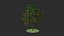 diospyros summer hight poly