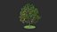 diospyros summer hight poly