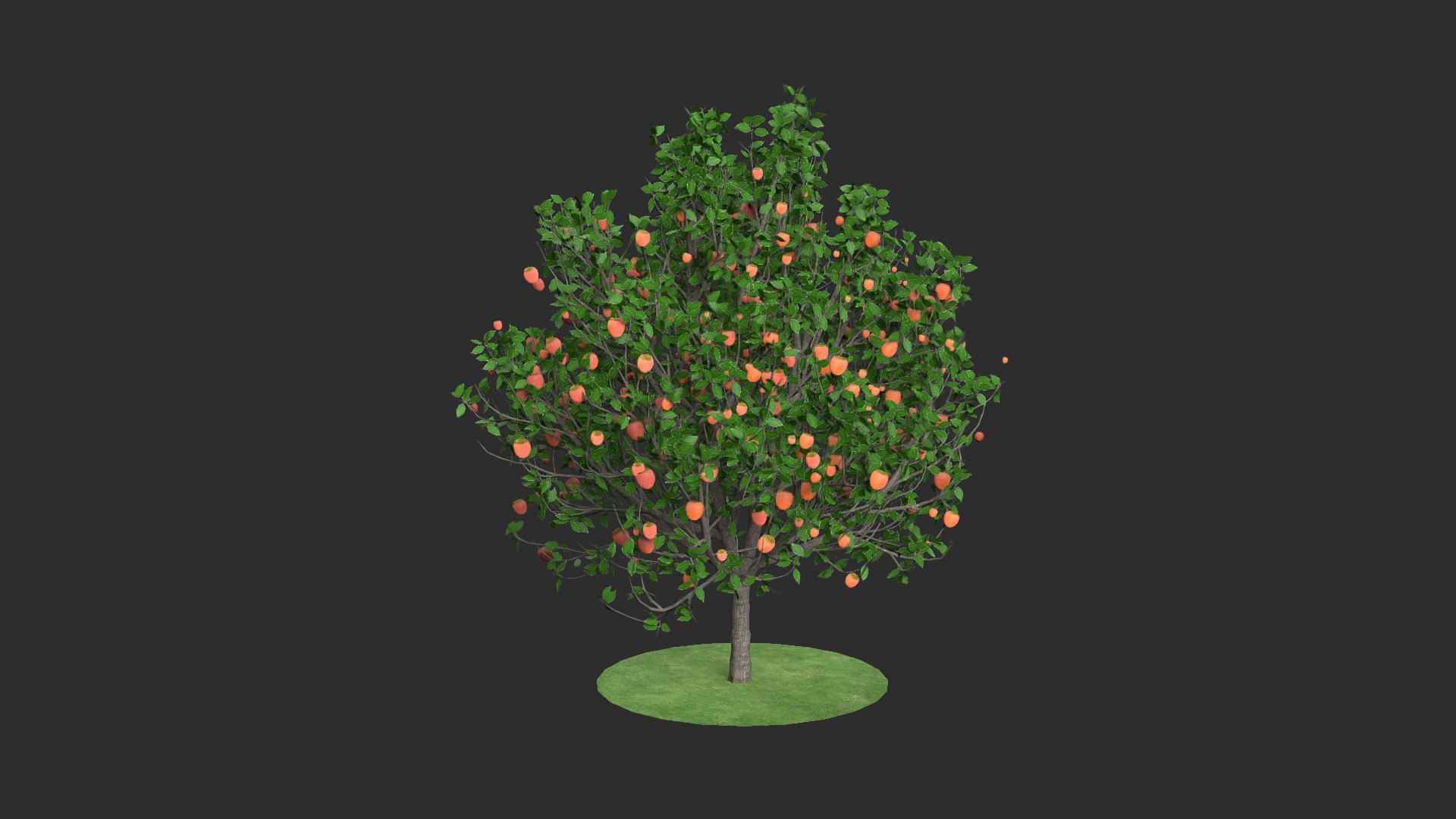 3D diospyros hight https://p.turbosquid.com/ts-thumb/tK/Wgi6D4/vhlce6yf/11/jpg/1600373623/1920x1080/fit_q87/1f4bc89d1f00c5fea04c08507c179610ace3d72e/11.jpg