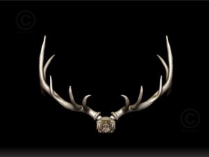 High Res Elk Skull