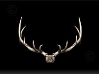 High Res Elk Skull