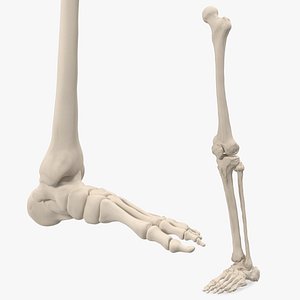 3D male leg foot skeleton human