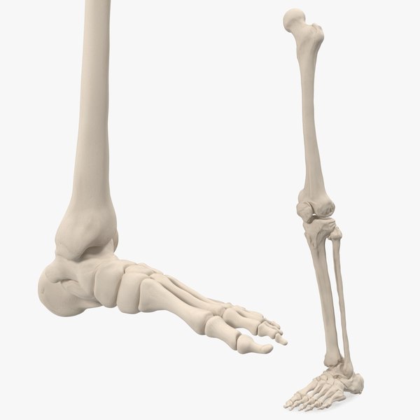 3d Model Joint Knee