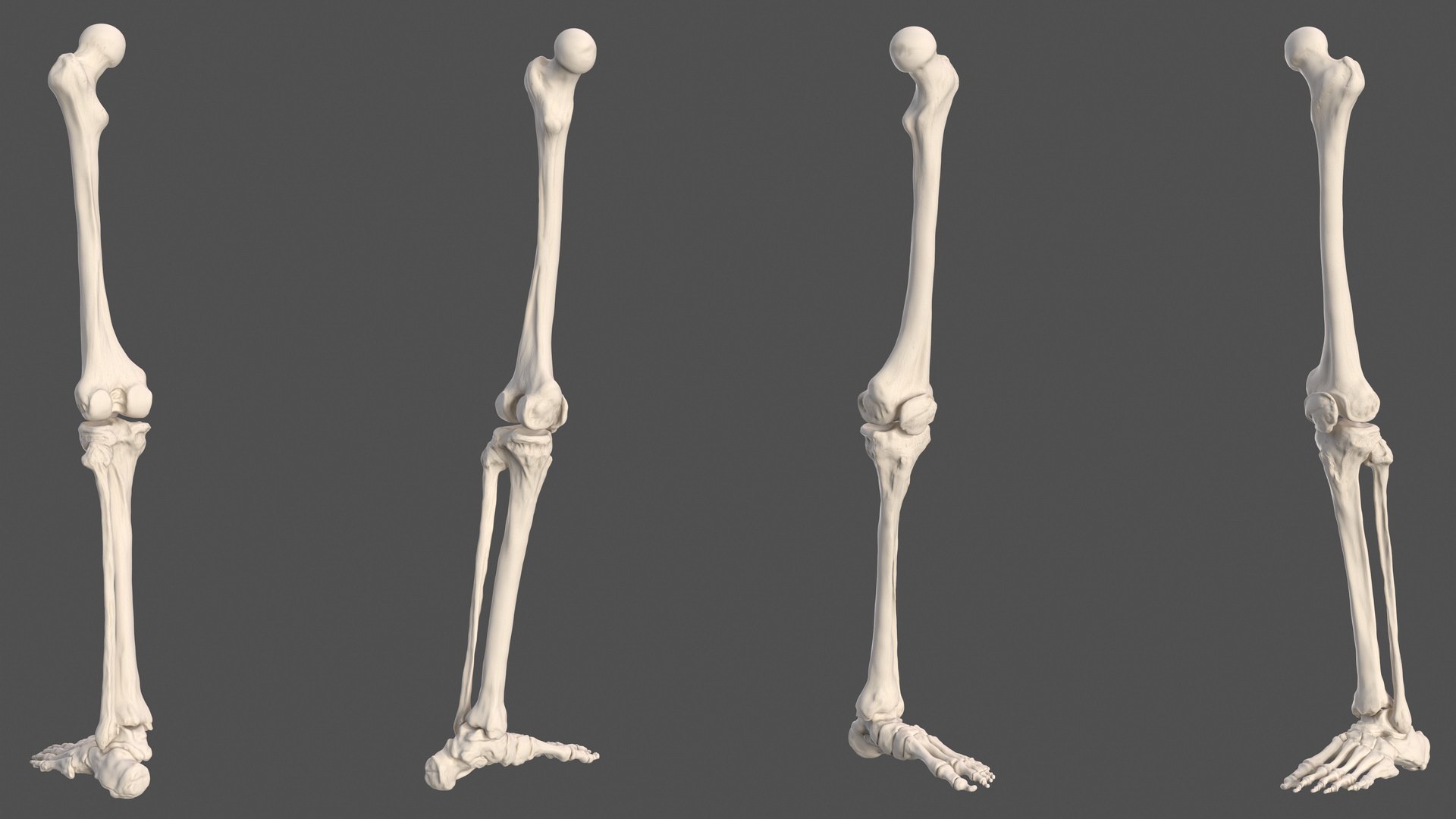 3D male leg foot skeleton human - TurboSquid 1466715