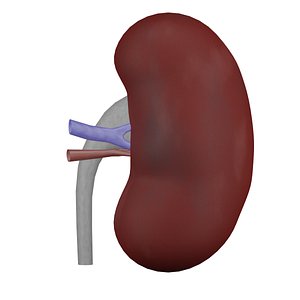kidney 3D