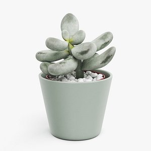 Succulent Plant Pachyphytum 3D model