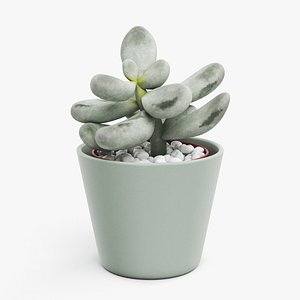Succulent Plant Pachyphytum