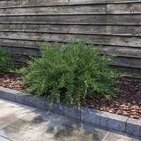Savin Juniper ( Juniperus sabina )