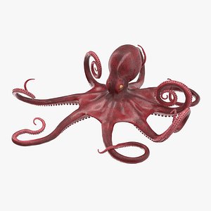 3D octopus vulgaris rigged