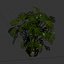 モンステラ デリシオサ植物 3D モデル 508