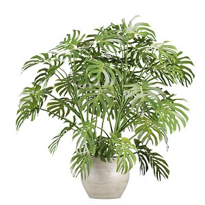3D Monstera deliciosa Plants 3D Model 508 model