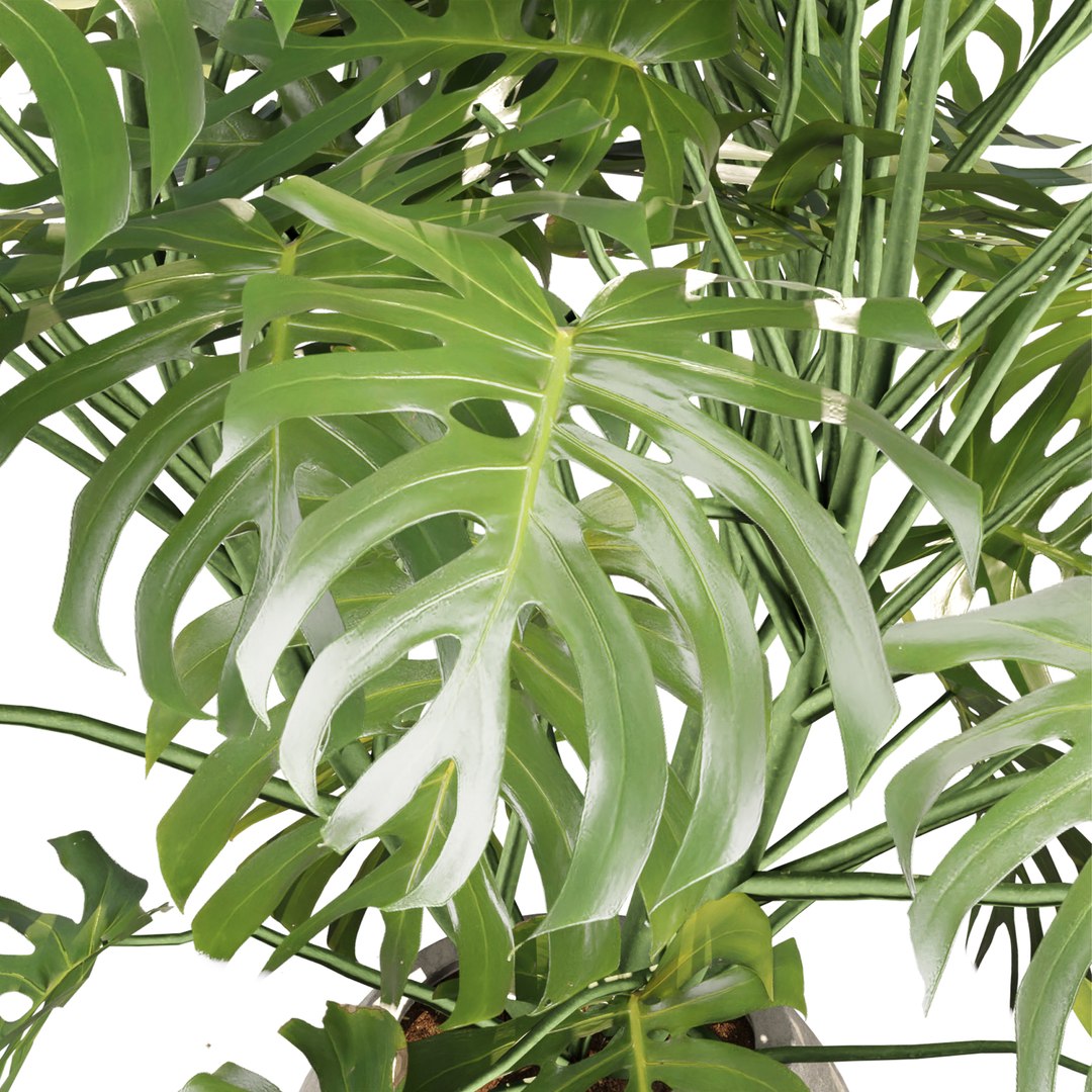 3D Monstera deliciosa Plants 3D Model 508 model https://p.turbosquid.com/ts-thumb/tL/I49G6r/xo/2/jpg/1782934664/1920x1080/fit_q87/7bd2aafa1bf1f24e9334b2049d9ded4a9a2e30e9/2.jpg