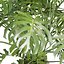 モンステラ デリシオサ植物 3D モデル 508