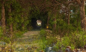 Forest Tunnel Environment