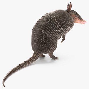 Armadillo in Hind Legs Pose Black