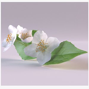 Jasmine sprig with flowers 3D model