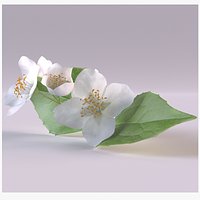 Jasmine sprig with flowers