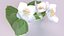 Jasmine sprig with flowers
