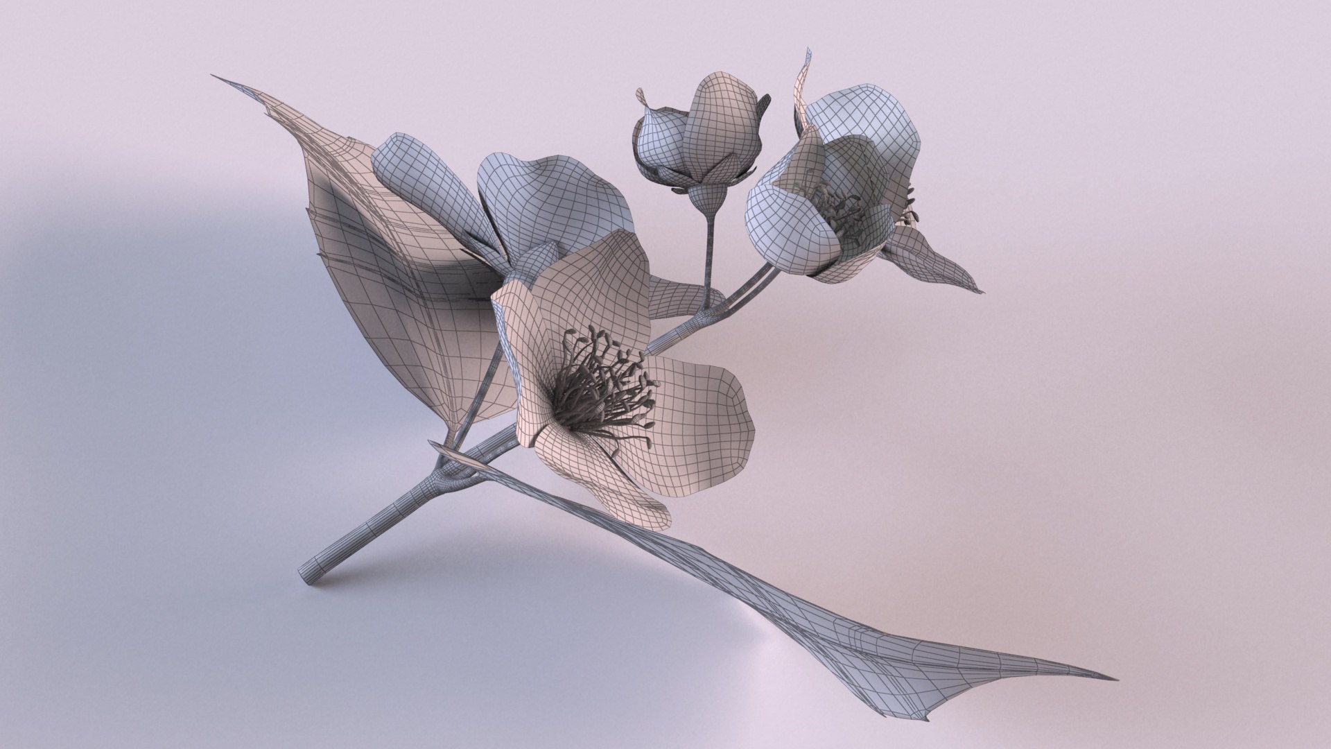 Jasmine sprig with flowers 3D model https://p.turbosquid.com/ts-thumb/tL/Waj1UK/ZR/10/png/1648639819/1920x1080/fit_q87/db521a46c6e3142127788db7af38f29607b5dbca/10.jpg