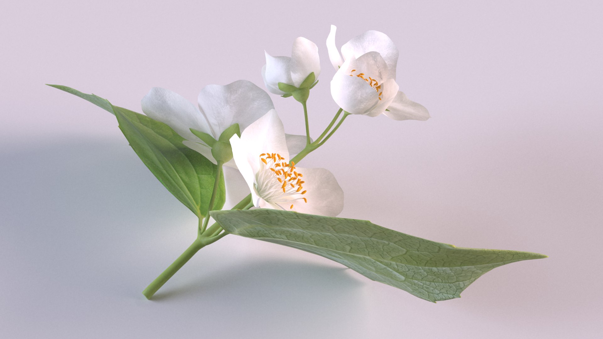 Jasmine sprig with flowers 3D model https://p.turbosquid.com/ts-thumb/tL/Waj1UK/ai/4/png/1648639884/1920x1080/fit_q87/cf7467c571d9fee27c9d1bb468f6085e476fc82d/4.jpg