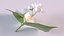 Jasmine sprig with flowers