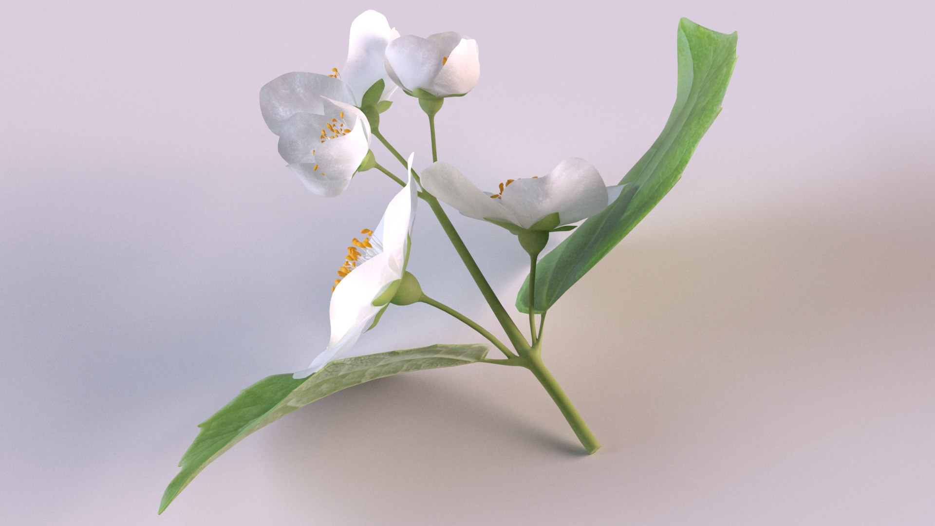 Jasmine sprig with flowers 3D model https://p.turbosquid.com/ts-thumb/tL/Waj1UK/gJ/2/png/1648639770/1920x1080/fit_q87/1f3ab141bc2dc029d234199d79d6902edd2162d9/2.jpg
