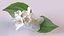 Jasmine sprig with flowers