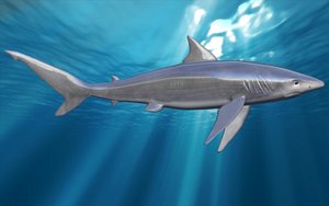 shark 3D model
