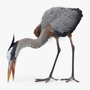 Great Blue Heron Eating Pose 3D Model