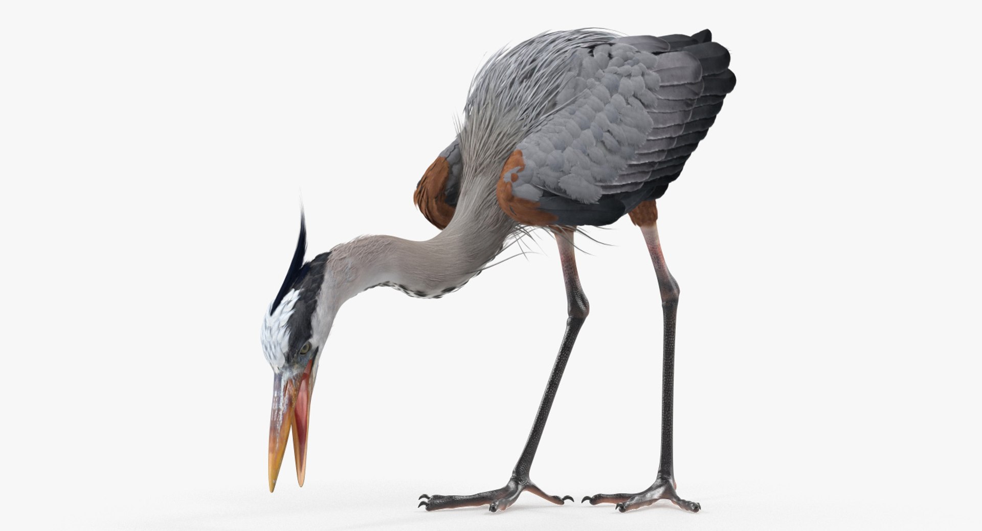 Great Blue Heron Eating Pose 3D Model 3D model preview
