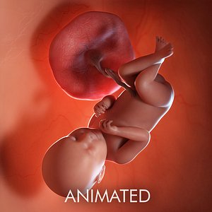 fetus week 39 3D model