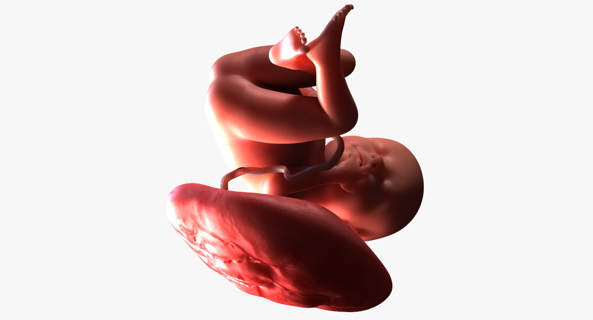 Fetus week 39 3D model - TurboSquid 1224492