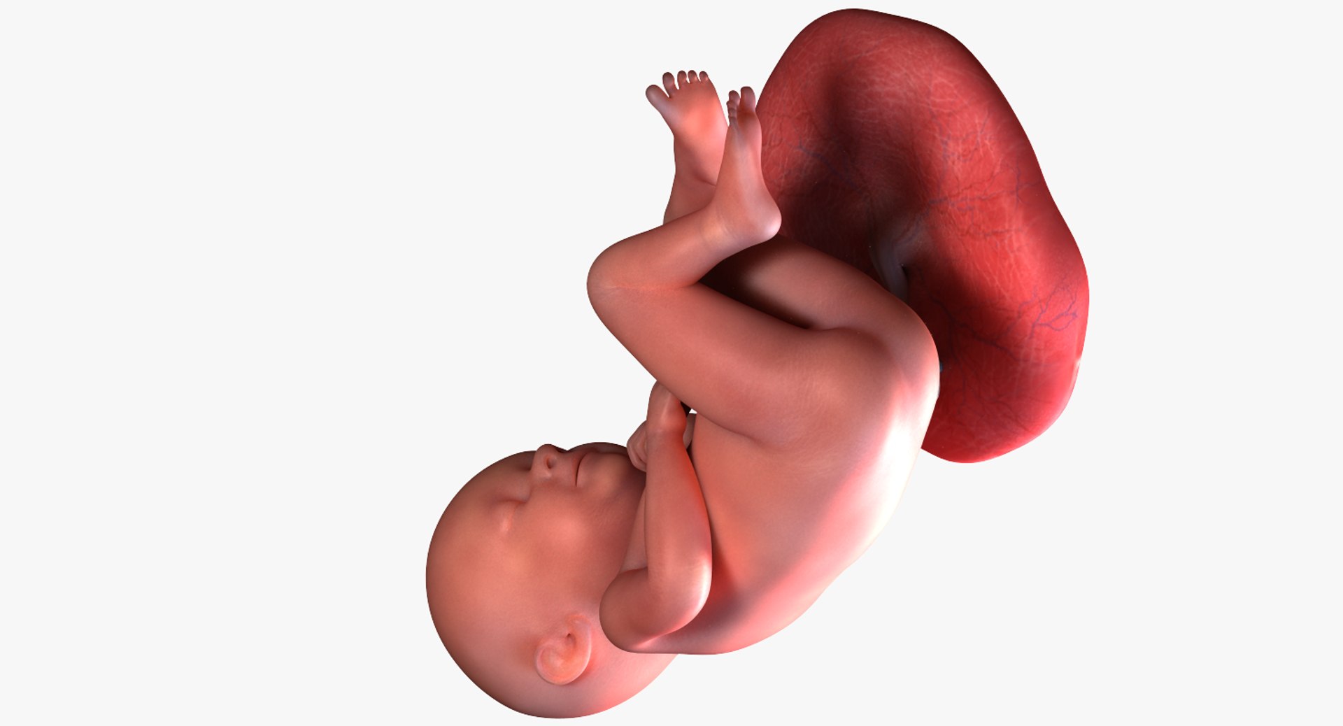 Fetus week 39 3D model - TurboSquid 1224492