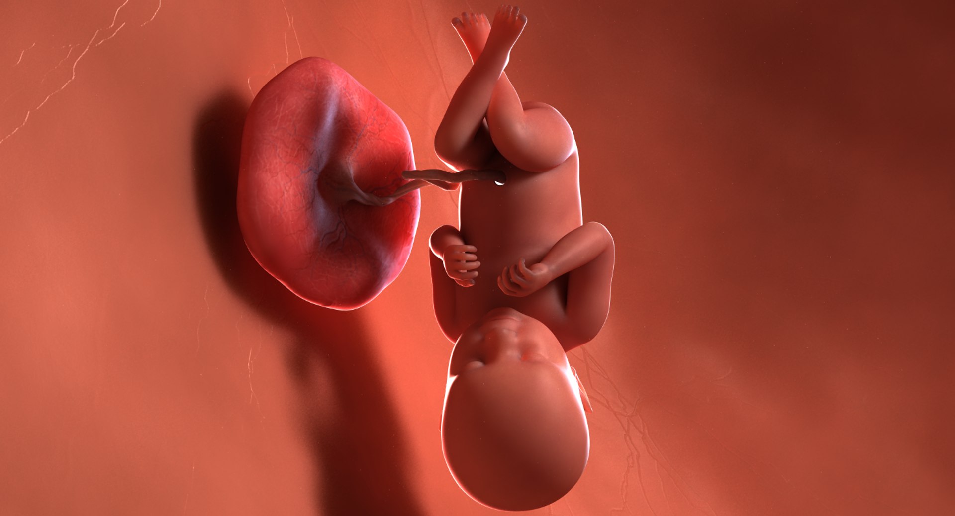 Fetus week 39 3D model - TurboSquid 1224492