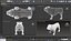 buldogue manipulado