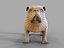 buldogue manipulado