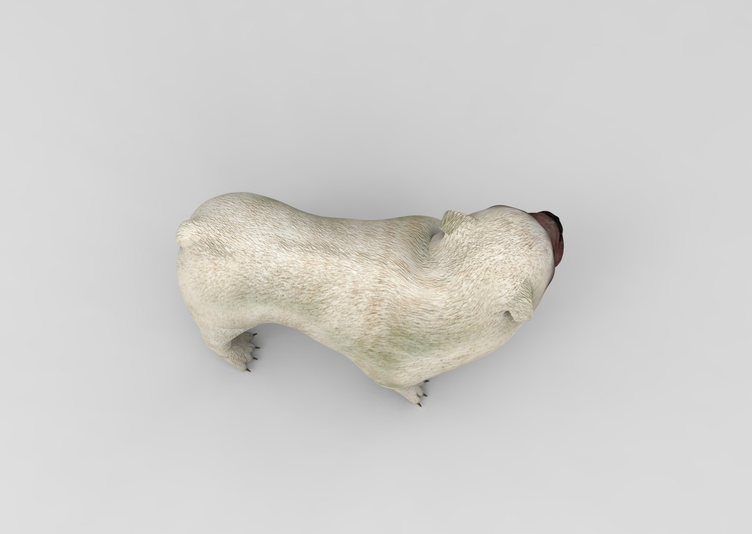 3d model bulldog rigged https://p.turbosquid.com/ts-thumb/tL/x9SkIO/SDvJ7bkA/untitled.1029/jpg/1485584354/1920x1080/fit_q87/40d37602f04c71cea87fef6ad23d8042971847c1/untitled.1029.jpg